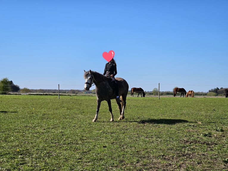Kuc walijski sekcji B Wałach 6 lat 139 cm Siwa in Süderlügum