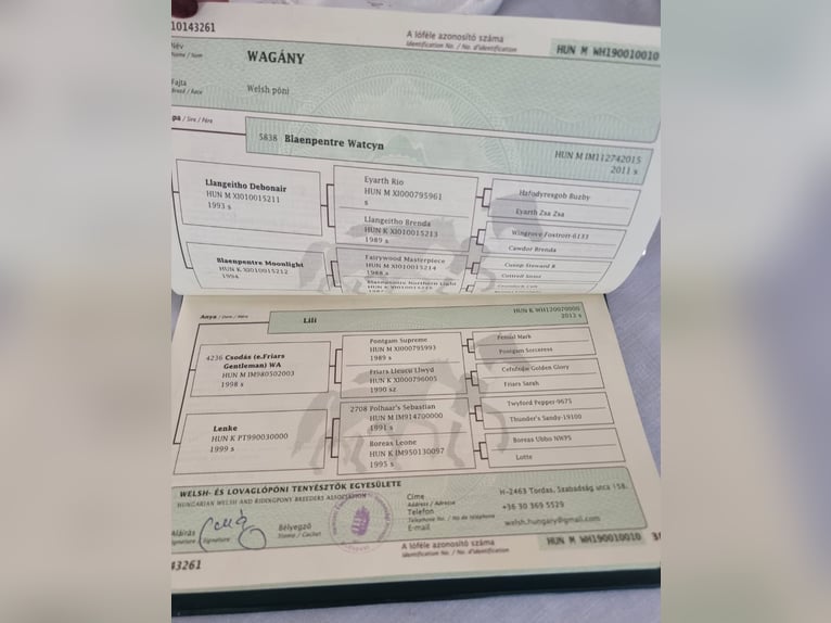 Kuc walijski sekcji B Wałach 7 lat 127 cm Kasztanowata in Rechnitz