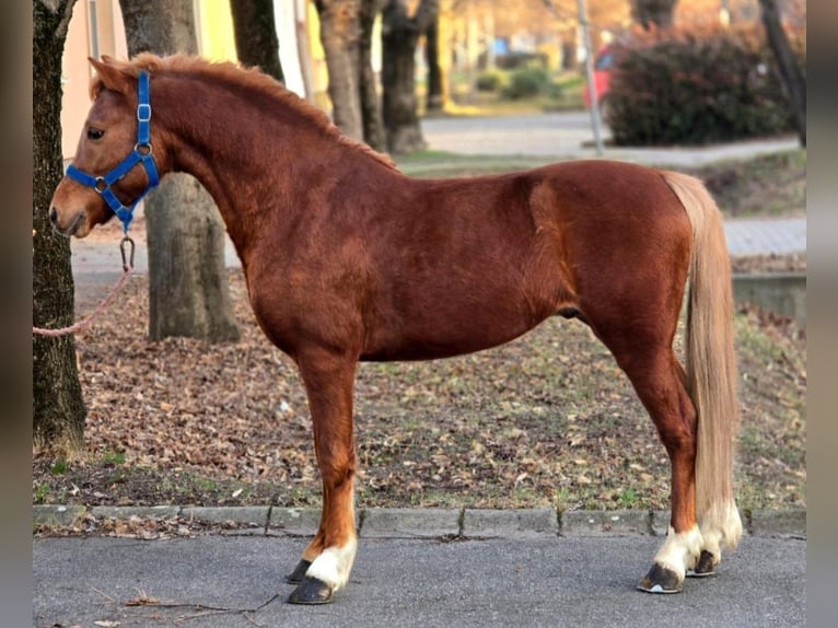 Kuc walijski sekcji B Wałach 7 lat 127 cm Kasztanowata in Rechnitz