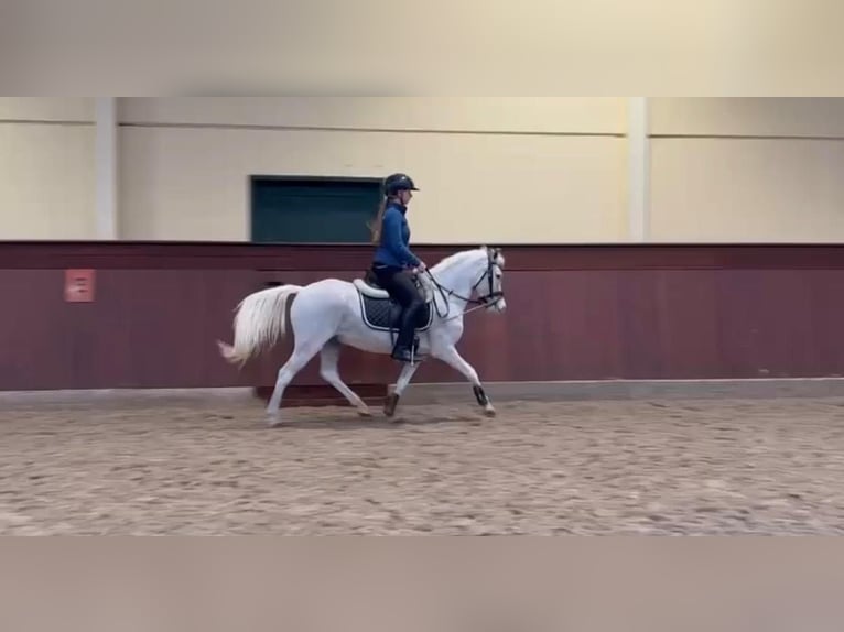 Kuc walijski sekcji B Wałach 7 lat 128 cm Siwa in Elvange