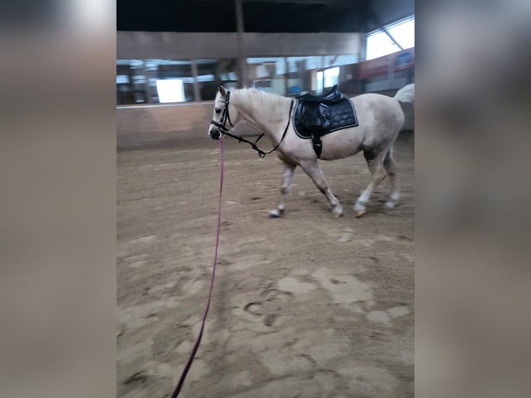 Kuc walijski sekcji B Wałach 7 lat 130 cm Izabelowata in Langwedel