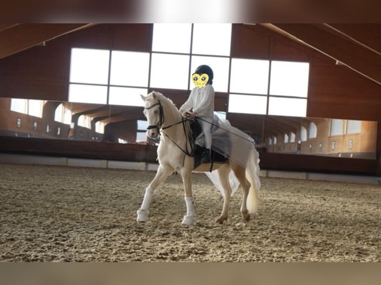 Kuc walijski sekcji B Wałach 7 lat 135 cm Cremello in Anger