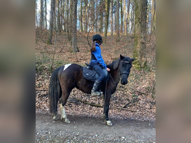 Kuc walijski sekcji B Mix Wałach 7 lat 137 cm Kara in GaienhofenGaienhofen