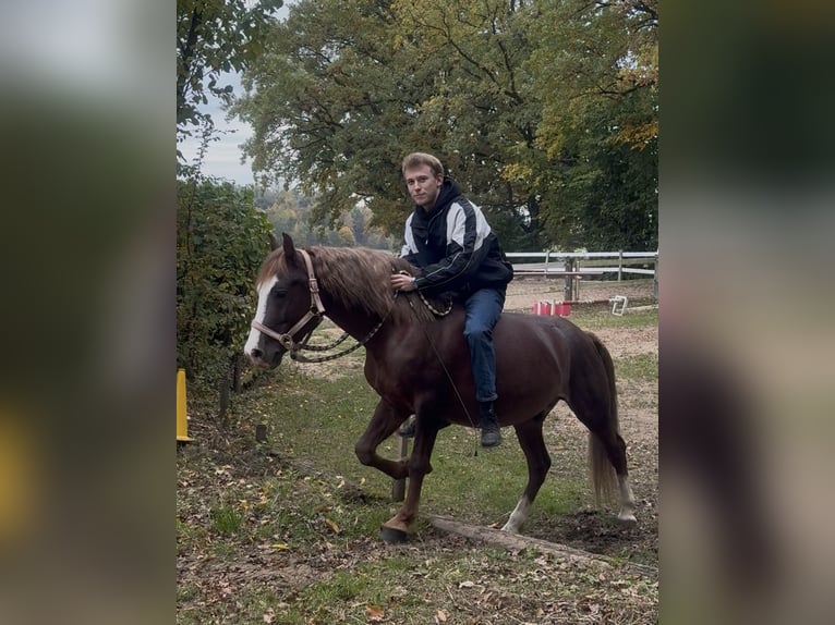 Kuc walijski sekcji B Wałach 7 lat 140 cm Ciemnokasztanowata in Aichach