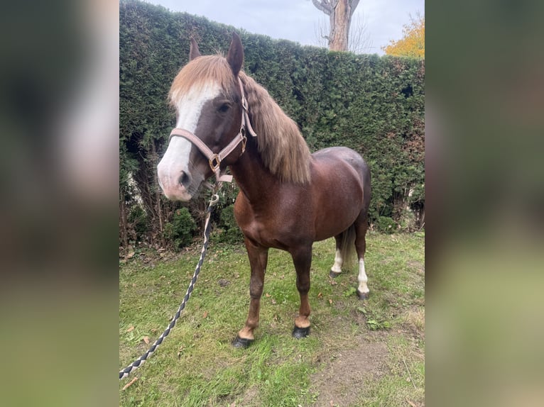 Kuc walijski sekcji B Wałach 7 lat 140 cm Ciemnokasztanowata in Aichach