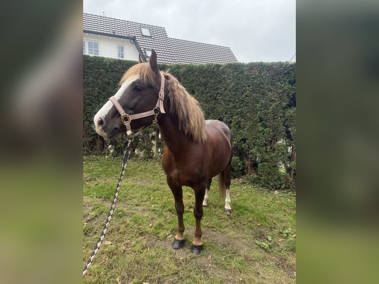 Kuc walijski sekcji B Wałach 7 lat 140 cm Ciemnokasztanowata in Aichach