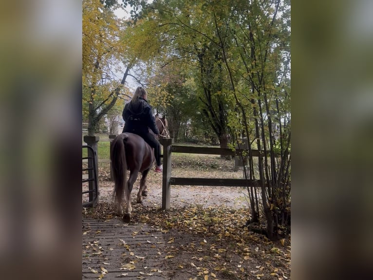 Kuc walijski sekcji B Wałach 7 lat 140 cm Ciemnokasztanowata in Aichach