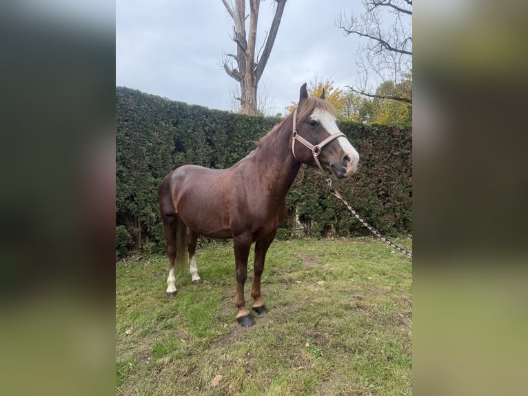 Kuc walijski sekcji B Wałach 7 lat 140 cm Ciemnokasztanowata in Aichach