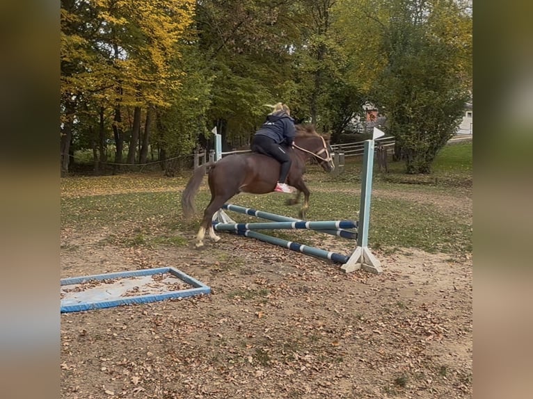 Kuc walijski sekcji B Wałach 7 lat 140 cm Ciemnokasztanowata in Aichach