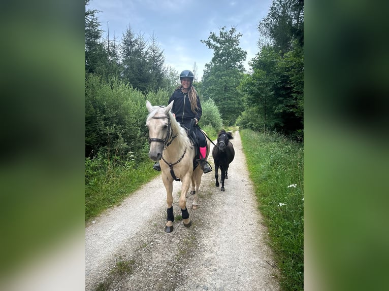 Kuc walijski sekcji B Mix Wałach 8 lat 115 cm Kara in Wald