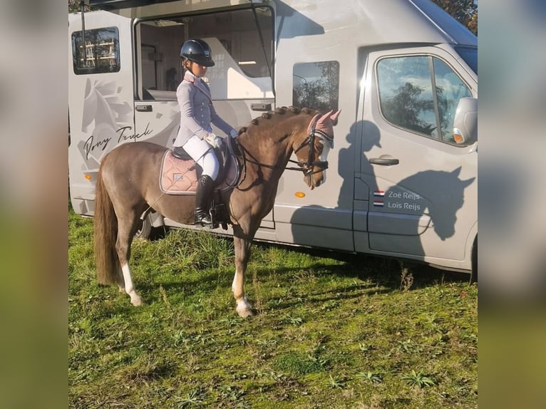 Kuc walijski sekcji B Wałach 8 lat 127 cm Ciemnokasztanowata in Oss