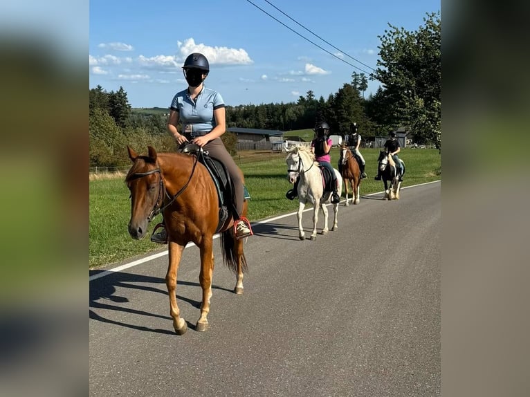 Kuc walijski sekcji B Wałach 8 lat 130 cm Siwa in Daleiden