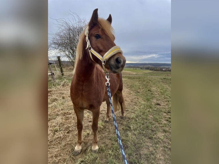 Kuc walijski sekcji B Wałach 8 lat 136 cm Ciemnokasztanowata in Coburg