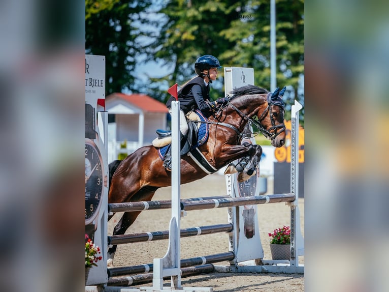 Kuc walijski sekcji B Wałach 8 lat 137 cm Ciemnogniada in Łasin