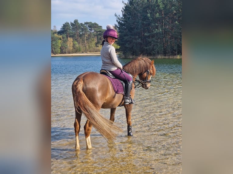 Kuc walijski sekcji B Wałach 9 lat 127 cm Ciemnokasztanowata in Oss