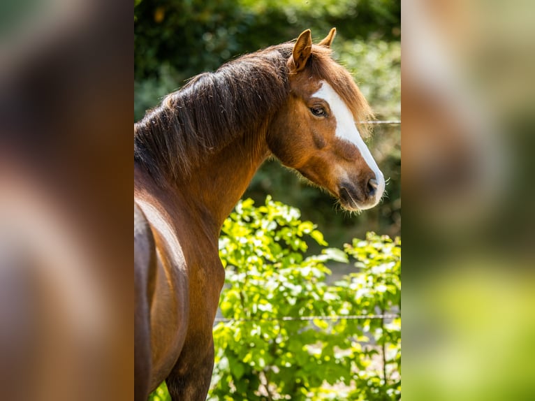 Kuc walijski sekcji B Wałach 9 lat 130 cm Ciemnokasztanowata in Oss