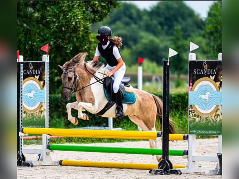 Kuc walijski sekcji B Mix Wałach 9 lat 130 cm Srokata in Łęg Tarnowski