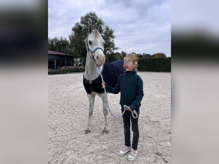 Kuc walijski sekcji B Wałach 9 lat 134 cm Siwa jabłkowita in München