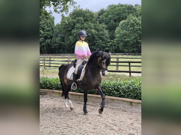 Kuc walijski sekcji B Wałach 9 lat 144 cm Jelenia in Coesfeld
