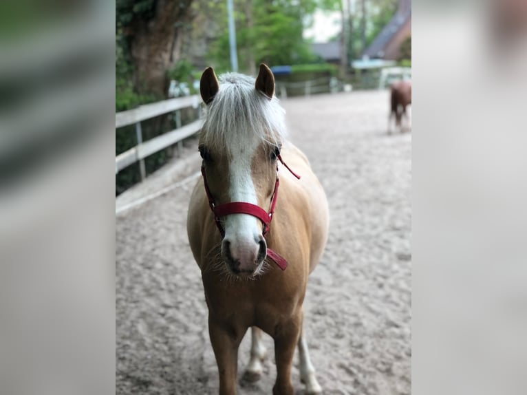 Kuc walijski sekcji B Wałach 10 lat 130 cm Izabelowata in Grafenau