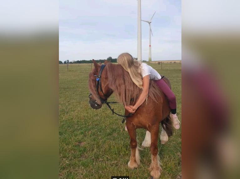 Kuc walijski sekcji B Wałach 10 lat 130 cm Kasztanowata in Essen