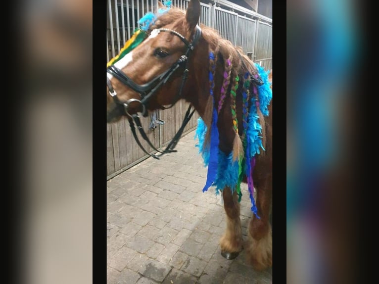 Kuc walijski sekcji B Wałach 10 lat 130 cm Kasztanowata in Essen