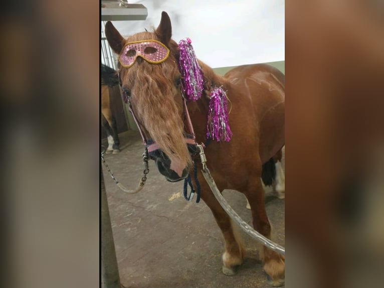 Kuc walijski sekcji B Wałach 10 lat 130 cm Kasztanowata in Essen