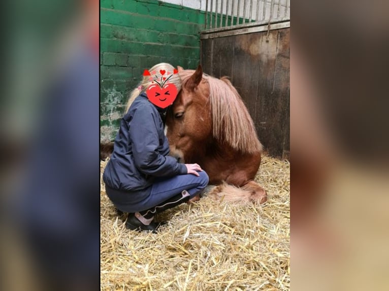 Kuc walijski sekcji B Wałach 10 lat 130 cm Kasztanowata in Essen