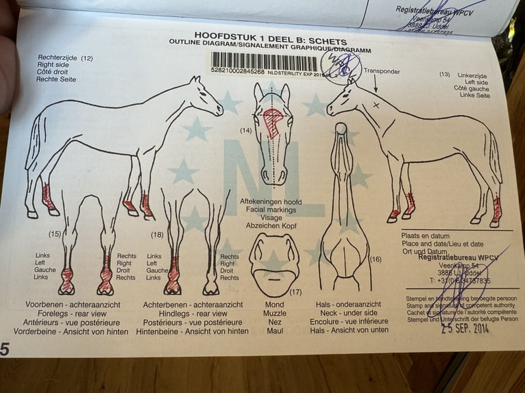 Kuc walijski sekcji B Wałach 10 lat 134 cm Kasztanowata in Tennwil