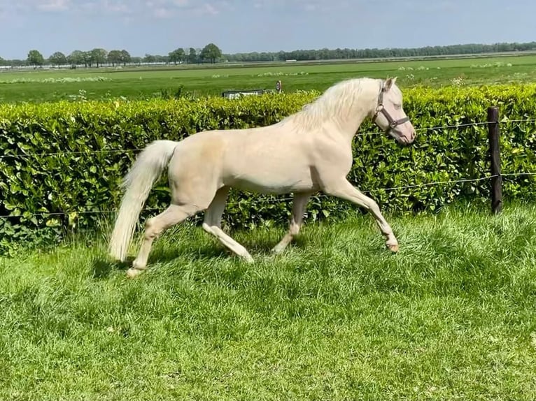 Kuc walijski sekcji B Wałach 10 lat 136 cm Cremello in Zandpol