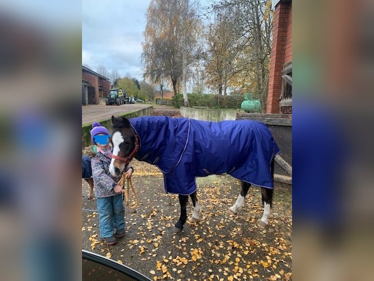 Kuc walijski sekcji B Wałach 11 lat 130 cm Ciemnogniada in Reinfeld (Holstein)