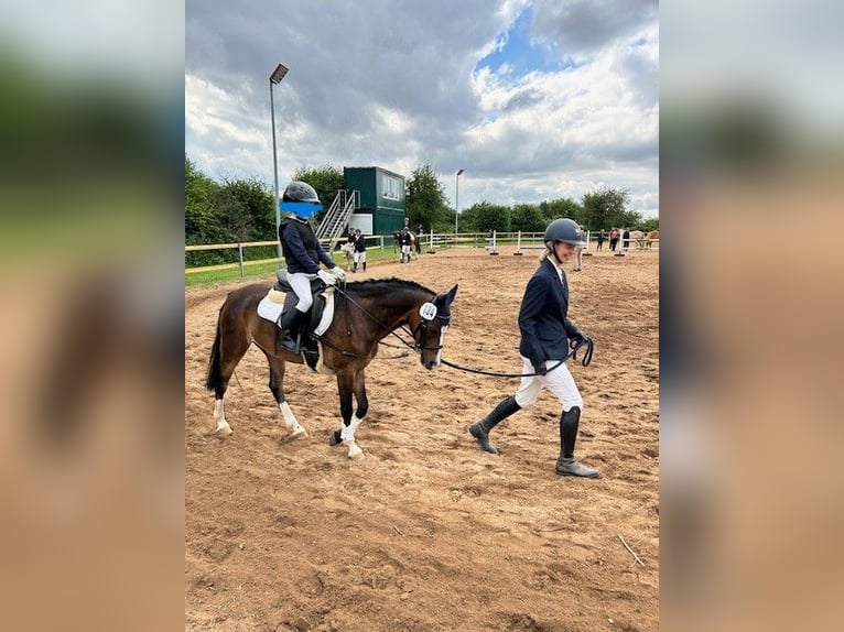 Kuc walijski sekcji B Wałach 11 lat 130 cm Ciemnogniada in Reinfeld (Holstein)