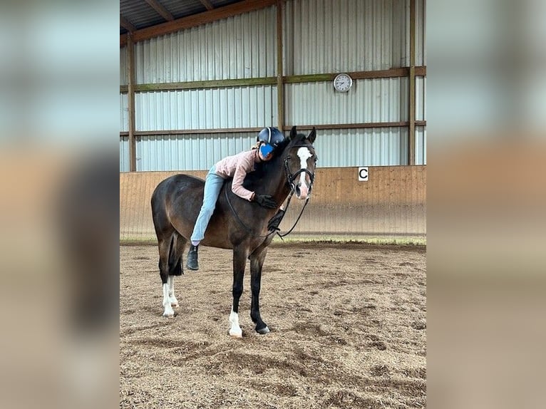 Kuc walijski sekcji B Wałach 11 lat 130 cm Ciemnogniada in Reinfeld (Holstein)