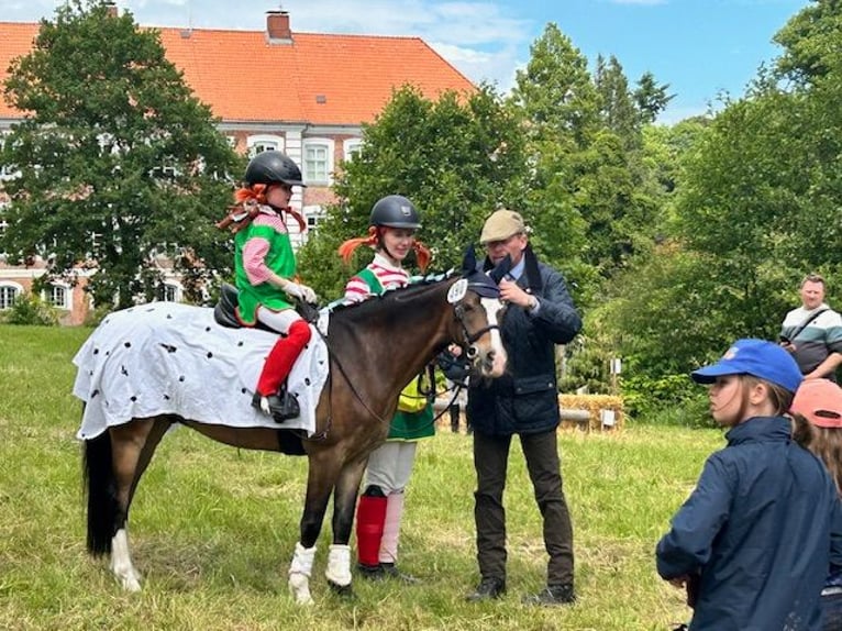 Kuc walijski sekcji B Wałach 11 lat 130 cm Ciemnogniada in Reinfeld (Holstein)