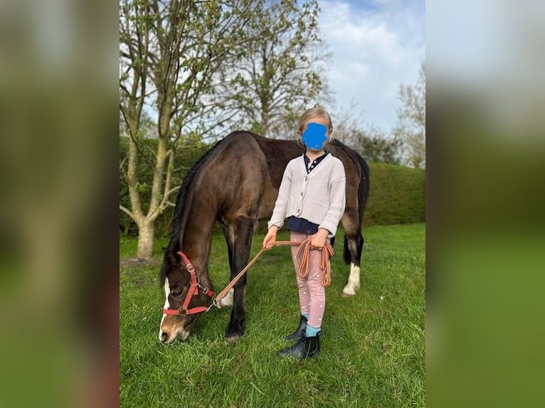 Kuc walijski sekcji B Wałach 11 lat 130 cm Ciemnogniada in Reinfeld (Holstein)