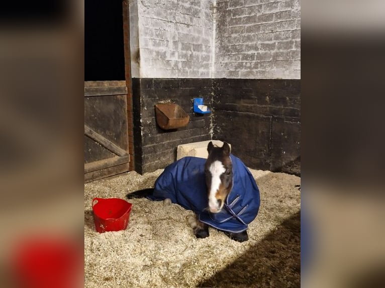 Kuc walijski sekcji B Wałach 11 lat 130 cm Ciemnogniada in Reinfeld (Holstein)