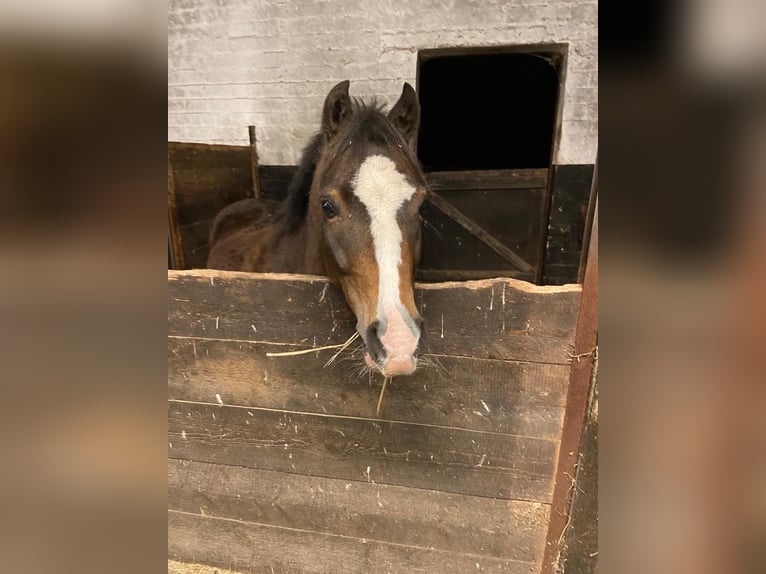 Kuc walijski sekcji B Wałach 11 lat 130 cm Ciemnogniada in Reinfeld (Holstein)