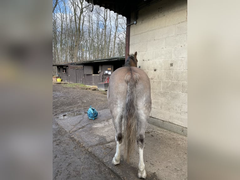 Kuc walijski sekcji B Wałach 12 lat 132 cm Gniadodereszowata in Ipswich