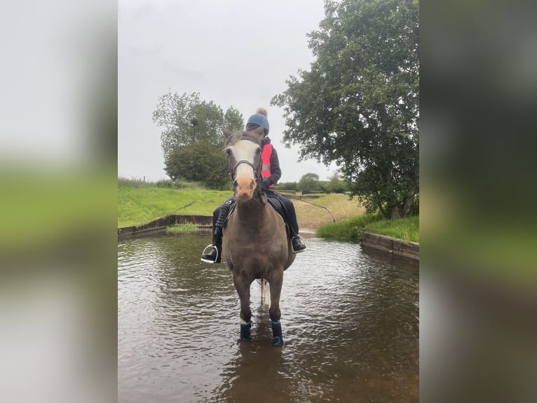 Kuc walijski sekcji B Wałach 12 lat 132 cm Gniadodereszowata in Ipswich