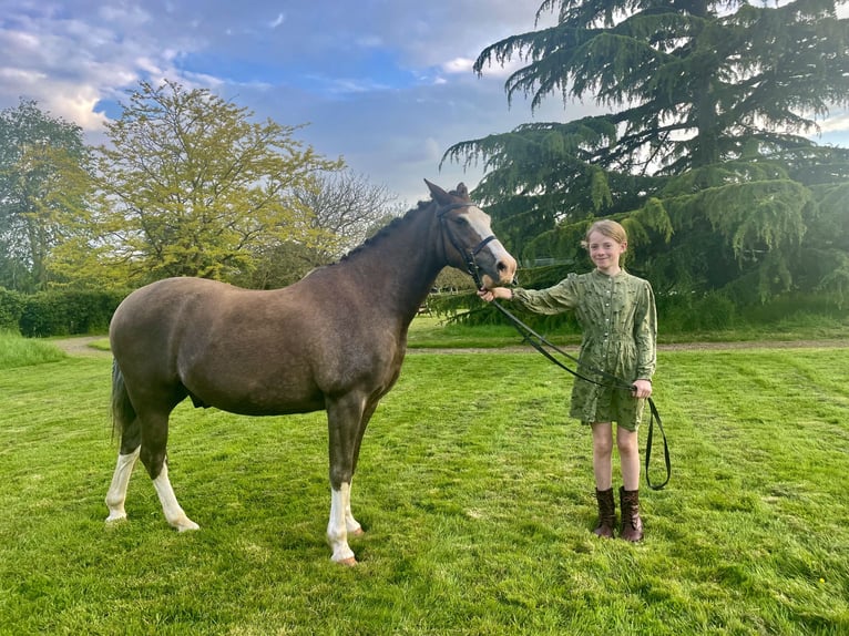 Kuc walijski sekcji B Wałach 12 lat 132 cm Gniadodereszowata in Ipswich