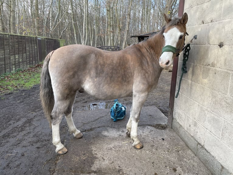 Kuc walijski sekcji B Wałach 12 lat 132 cm Gniadodereszowata in Ipswich