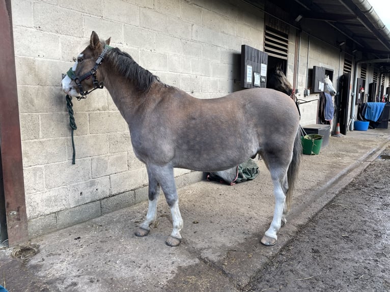 Kuc walijski sekcji B Wałach 12 lat 132 cm Gniadodereszowata in Ipswich