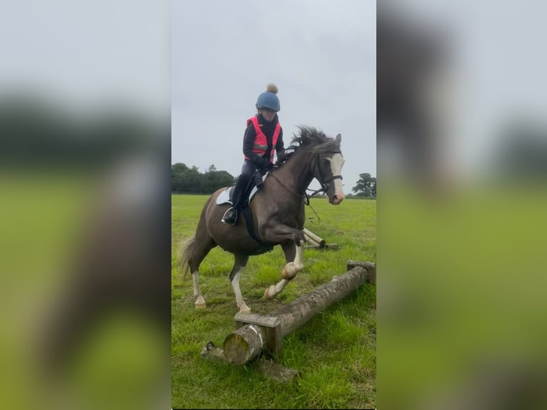 Kuc walijski sekcji B Wałach 12 lat 132 cm Gniadodereszowata in Ipswich