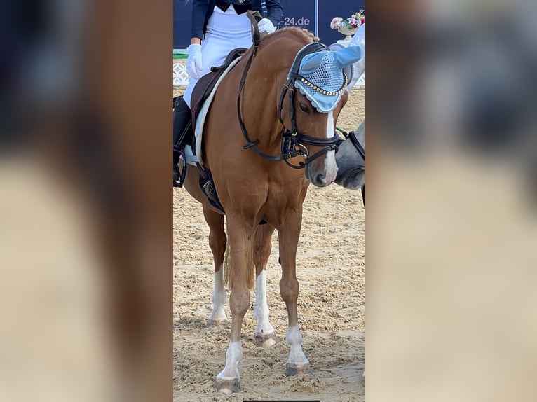 Kuc walijski sekcji B Wałach 14 lat 130 cm Kasztanowata in Berg