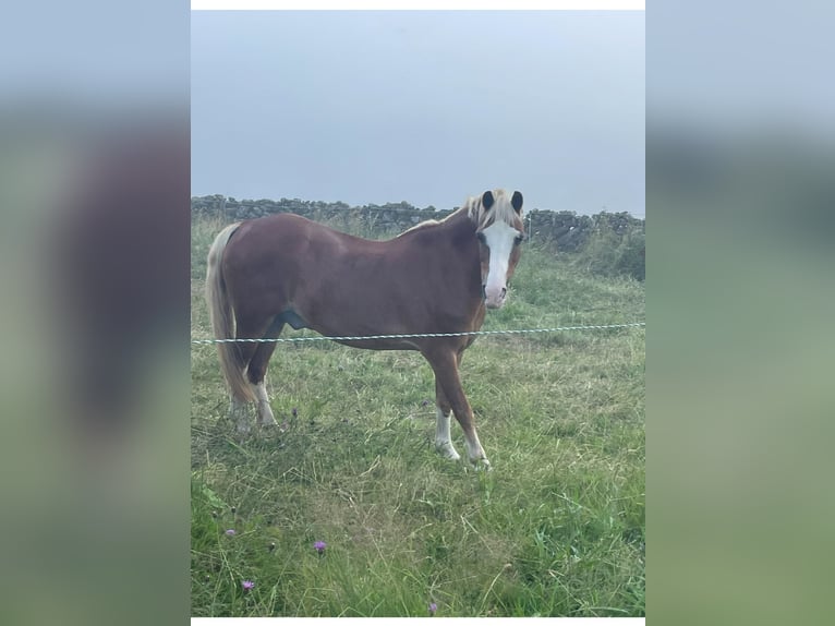 Kuc walijski sekcji B Wałach 15 lat 117 cm in Fortuna