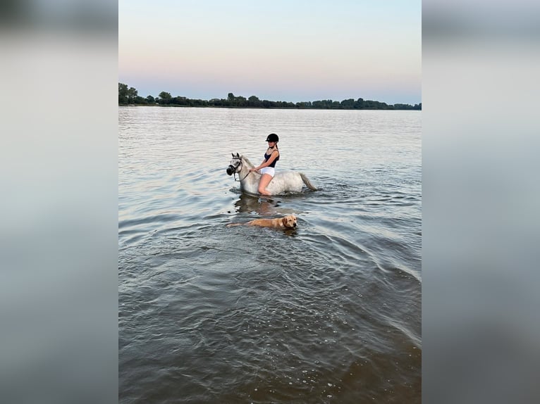 Kuc walijski sekcji B Wałach 16 lat 125 cm Siwa jabłkowita in Brake