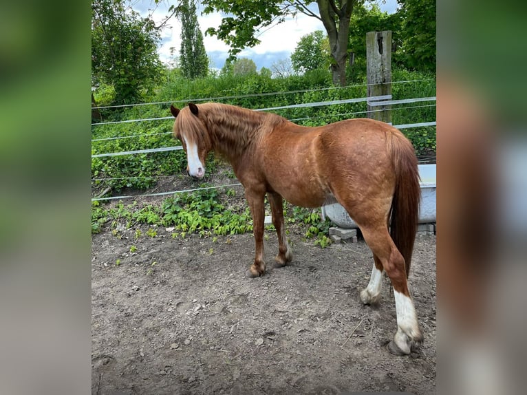 Kuc walijski sekcji B Mix Wałach 17 lat 123 cm Kasztanowata in Leest