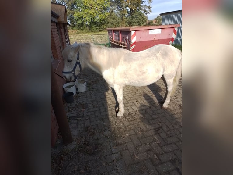 Kuc walijski sekcji B Wałach 17 lat 125 cm Siwa in Osterwald