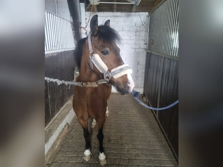 Kuc walijski sekcji B Wałach 20 lat 136 cm Gniada in Schöppenstedt