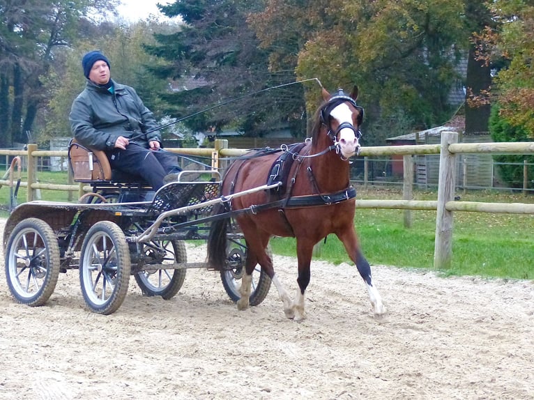 Kuc walijski sekcji B Wałach 2 lat 124 cm in Halle